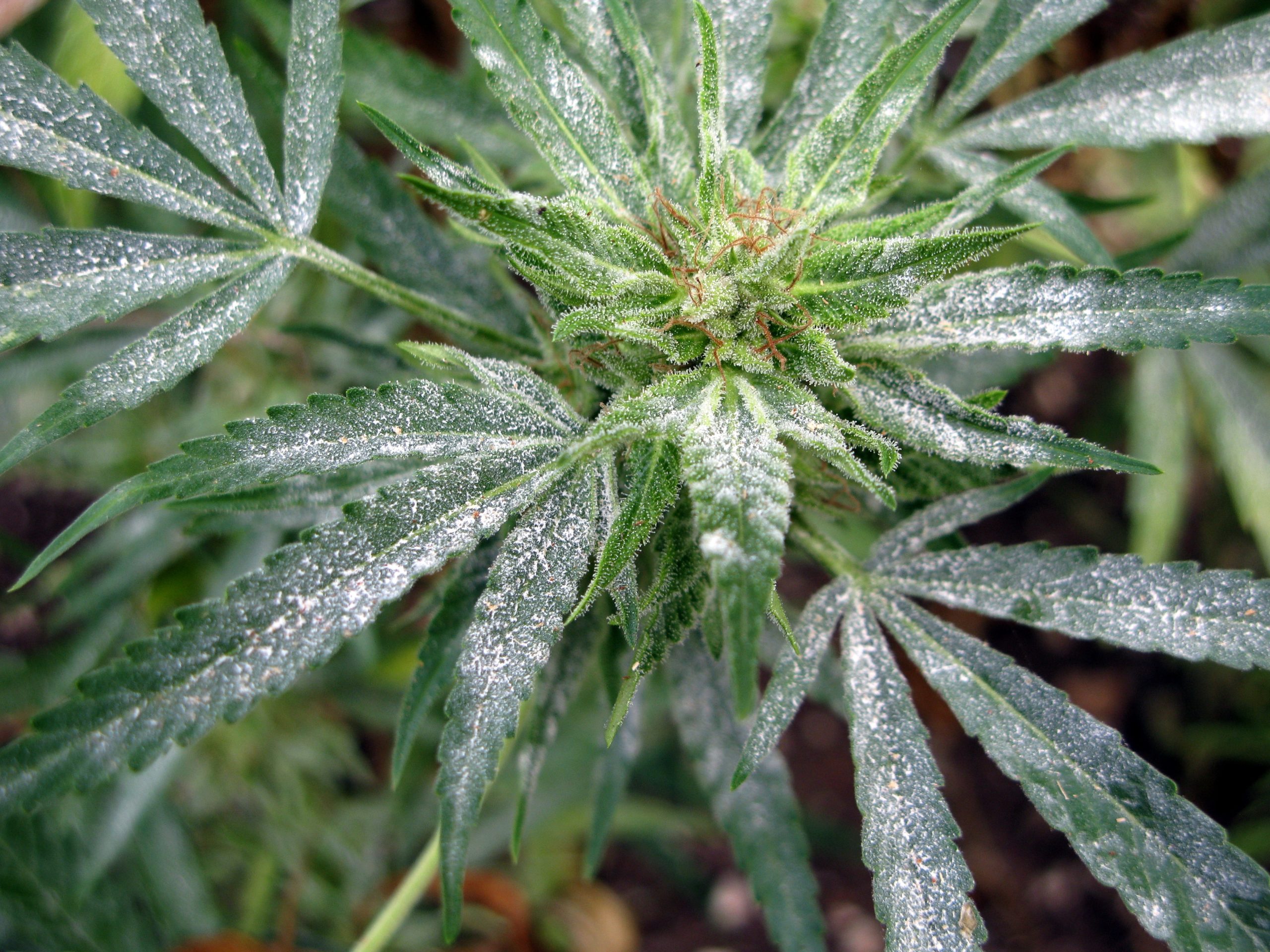 how to spot bad weed powdery mildew