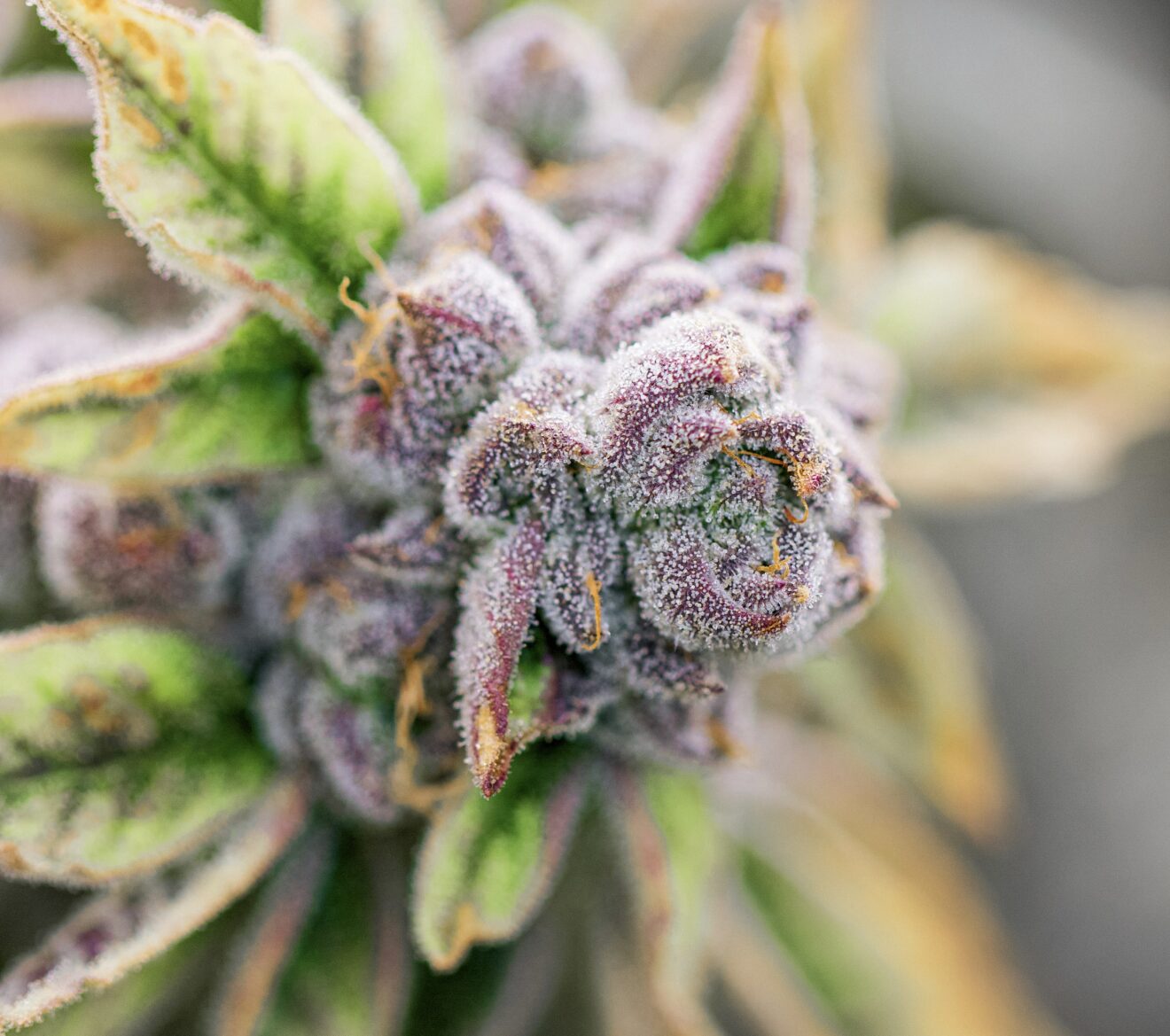 Slurricane Strain Highlight (Indica) Smyth Cannabis Co.