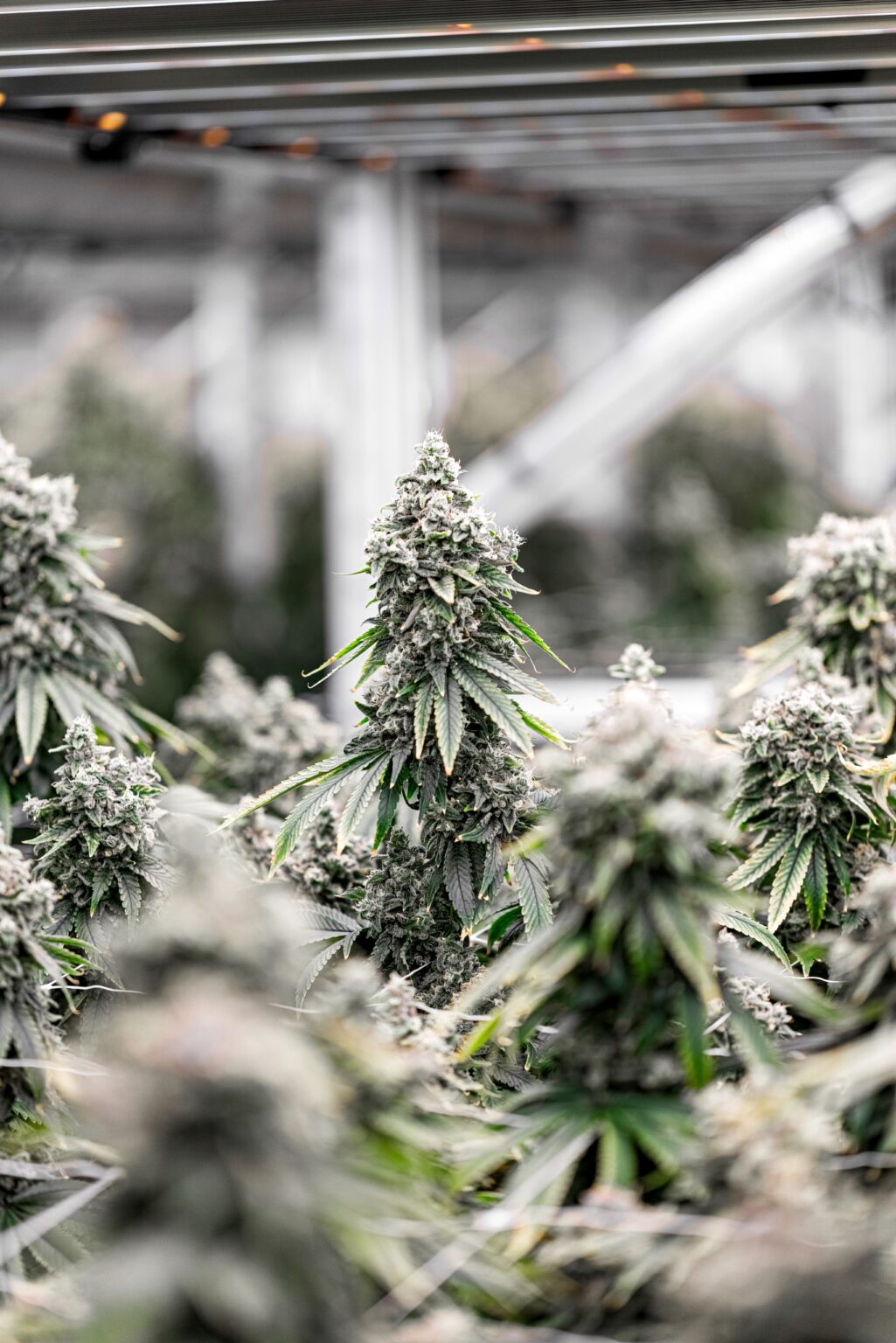 London Pound Mints Strain Highlight (Indica Hybrid) Smyth