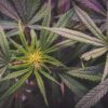 Cannabis Strain Names: Unveiling the Origins